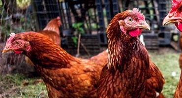 USDA Confirms Highly Pathogenic Avian Influenza in Colorado