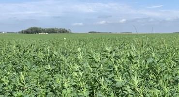 Alfalfa Seed Selection to Help Manage Diseases