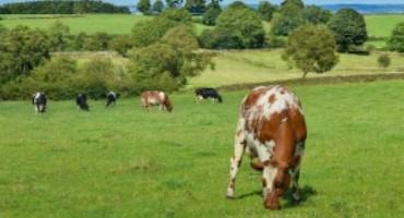 A New Network To Improve Biosecurity In Livestock