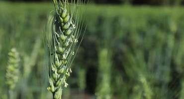 Crop Progress: Winter Wheat at 51% Fair, Oat Planting Begins