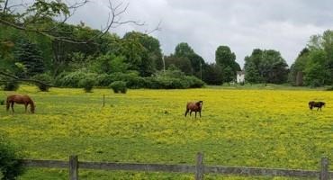 Buttercup and Japanese Stiltgrass Control in Pastures