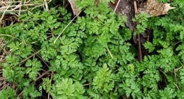 Poison Hemlock: Facts About this Early Season Weed