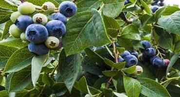 Pest Alert: Botryosphaeria Stem Blight of Blueberry