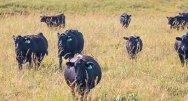 Cattle Chat: Leasing Arrangements