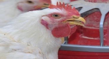 Biosecurity Efforts Keep Avian Influenza At Bay