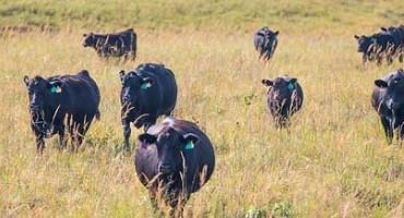 K-State Ag Economist Offers Steps to Consider for Cow or Pasture Leases