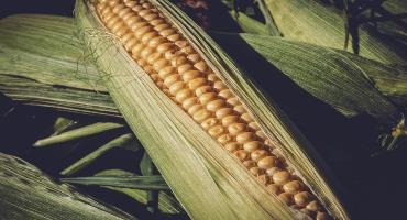 Ontario Net Cash Corn Prices Hit an All-Time High