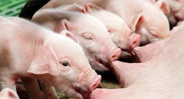 Genvax Technologies tapped to develop African Swine Fever vaccine