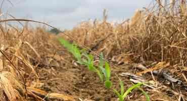 Carbon Credits: Crop Producers’ Latest Role in Sustainability
