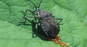 The Squash Bug Menace in Alabama