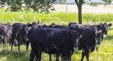 Study Identifies Cattle Forages for Wooded Settings to Establish Productive ‘Silvopastures’