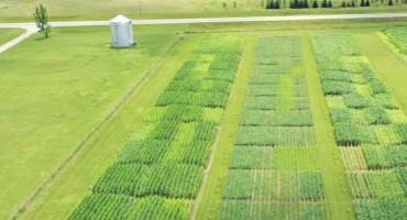 Growing Corn on Irrigated Sandy Soil: Three Ways to Reduce Nitrogen Loss