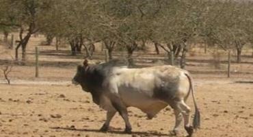 Genetic Breakthrough May Control Africa's East Coast Fever, Which Kills A Million Cattle A Year