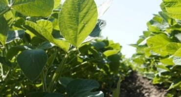 Soybean Planting Date, Seeding Rate and Seed Treatment Recommendations