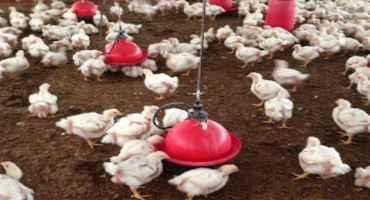 Adding High-flavonoid Corn to Broiler Chickens' Diet may Cut Intestinal Disease
