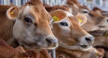 Cow Burps Drive Global Warming. Scientists Think Feeding Them Seaweed Could Help