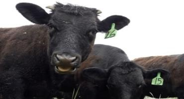 With Branding Policy Update, Montana Gives Livestock Producers More Design Options