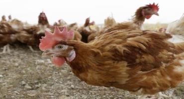 Experts Warn Residents With Backyard Chickens As A New Bird Flu Hits Texas