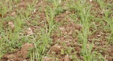 Late Spring Weed Control in Wheat