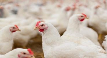 Avian flu confirmed in Manitoba poultry flock