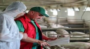Pork Quality Assurance Plus Is Valuable To Swine Producers