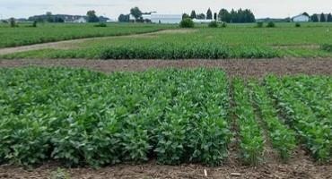 Soybean Planting Considerations for Maximum Profits