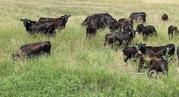 Pasture and Forage Minute: Spring Weed Control, Pasture Conditions and Alfalfa Irrigation