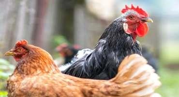 Alabama Still Mostly Free of Avian Influenza