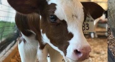 Technology Helping To Predict Antibiotic Success In Dairy Calves