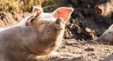 African Swine Fever Virus Vaccine Passes Tests Required for Regulatory Approval