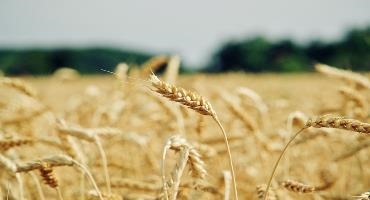Grain farmers want fertilizer tariff relief