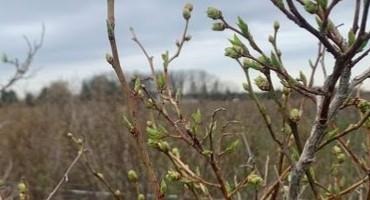Blueberry Pest? Don’t Guess—Test!