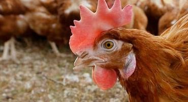 Avian Flu Outbreaks In Illinois