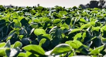 Soybean Inoculation—Will The Added Cost Pay Off?
