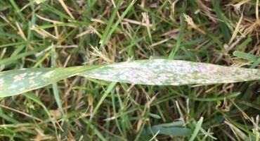 Scouting Small Grains Diseases for Improved Fungicide Decision Making