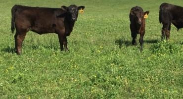 Cattle Genomics:   Sire Selection Tools for Breeding More Productive and Profitable Cows