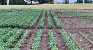 Soybean Planting Considerations: Planting Date, Seeding Rate and Row Spacing Implications