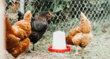 How Are Poultry Owners Keeping Their Birds Safe from the Avian Flu Outbreak?
