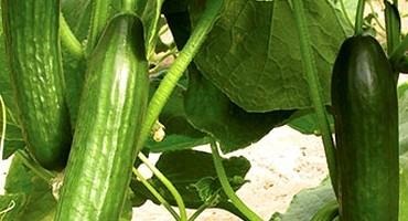 The Prolific Cucumber Trials