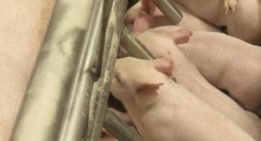 Improving Pig Diets to Prevent Antimicrobial Resistance