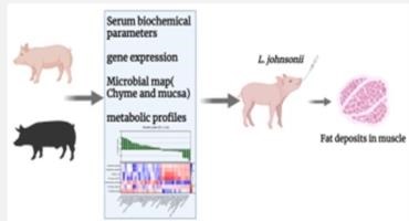 Researchers Discover A Gut Microbiota That Promotes Fat Development In Lean Pigs
