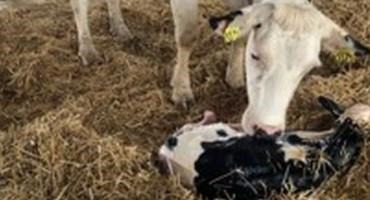 Newborn Dairy Calf Care Management