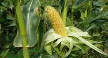 Will Climate Change Increase the Risk of Aflatoxin in US Corn?