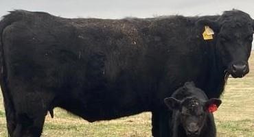 Early Weaning Beef Calves