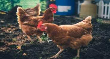 Canadian Poultry Farmers Fearful of Avian Flu Strain