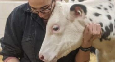 Newborn Dairy Calves Fed Probiotic Were Healthier In Crucial First Weeks, Student Research Shows