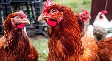 USDA Confirms Highly Pathogenic Avian Influenza in Oregon and Washington