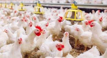 Alabama Poultry’s Environmental Excellence