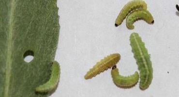 Scouting Advised for Alfalfa Weevil