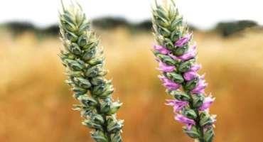 Higher Wheat Yields and Protein Content on the Horizon